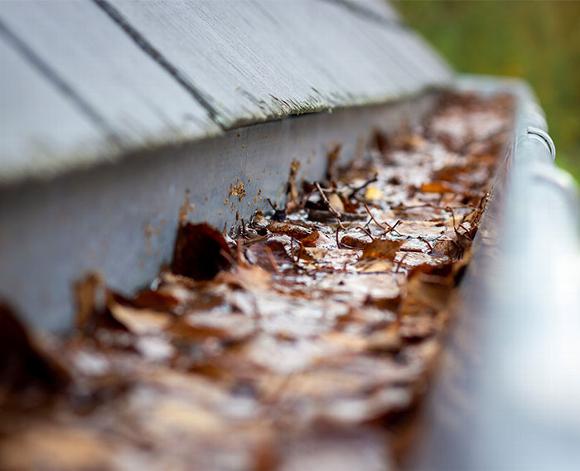 Slate roof gutter filled with old tree leaves